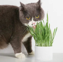 Cat Grass Seeds Hydroponic Planter for Cats