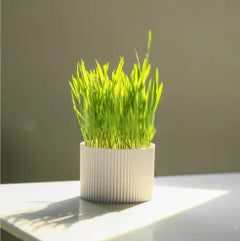 Cat Grass Seeds Hydroponic Planter for Cats