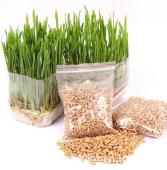 Cat Grass Seeds Hydroponic Planter for Cats
